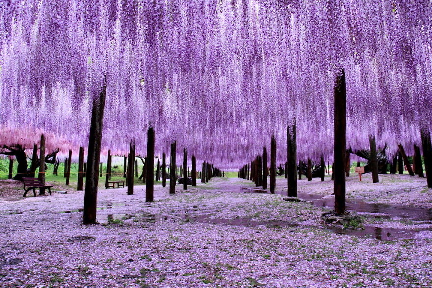 日本紫藤